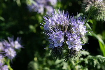 Fleurs de phacélie et ses étamines