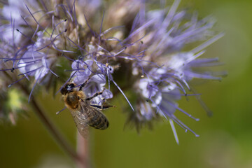 Zoom sur une abeille sur une fleur de phacélie