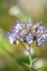 Abeille sur une fleur de phacélie