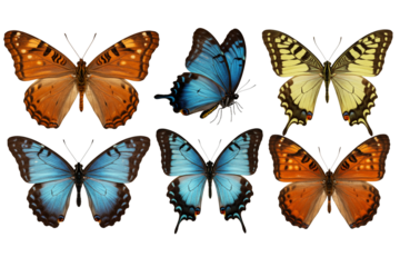 A set of colorful butterflies arranged aesthetically on a plain white background