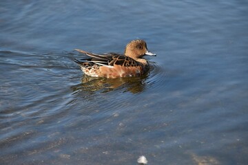 A cute male wigeon is swimming in water in sunny day.