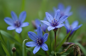 Close up on Tradescantia virginiana flowers in spring. Floral pattern in blue violet colors on green background. Botany image of blooming plant in forest. Herbaceous decor of blossom petal.