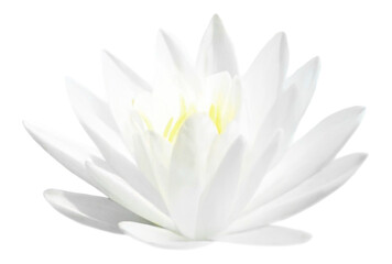 beautiful white Lotus flower