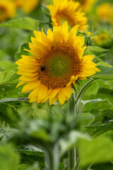 Bourdon sur une fleur de tournesol