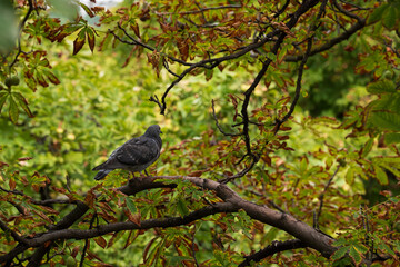 Pigeon resting on tree branch in autumn foliage
