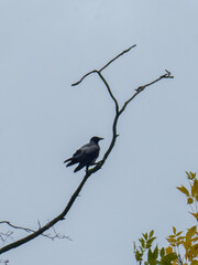 Dark Crow Silhouette on Bare Tree Branch