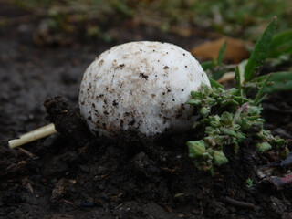 White Mushroom Cap Emerging from Dark Wet Soil