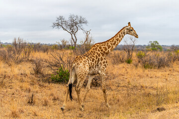 A view of a giraffe roaming in the bush in Kruger national park, South Africa in Springtime