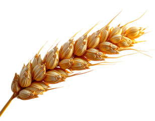 Single Ear of Golden Wheat, Front View, isolated on transparent background