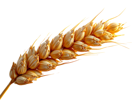 Single Ear of Golden Wheat, Front View, isolated on transparent background - Powered by Adobe
