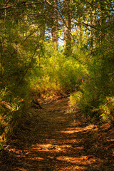 Obraz premium Hidden waterfall in San Martin de los Andes