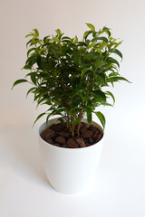 Green Indoor Plant in White Pot