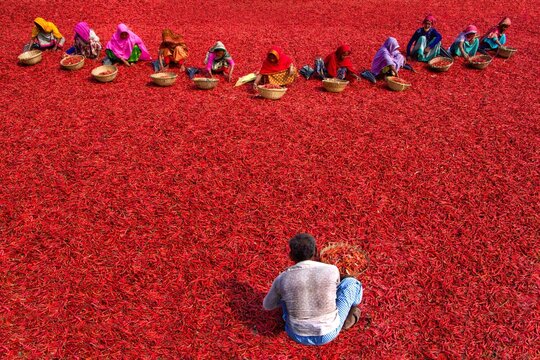 Sariakandi, Bangladesh - 08 March 2024: Aerial view of vibrant red chilies spread out to dry, punctuated by the colorful clothing of workers sorting the harvest under the sun.