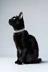 Schwarze Katze mit Diamantenschmuck blickt elegant zur Seite
