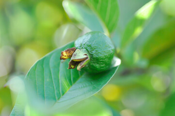guava tree, MYRTACEAE or Psidium guajava Linn or guava fruit