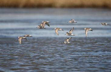 A small flock of dunlins (Calidris alpina) photographed in flight against a blurred background.