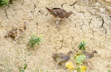 A small flock of grey partridges (Perdix perdix) struggle to stay afloat on a vertical clay wall.