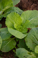 Jeunes chou chinois bio aux feuilles perforées