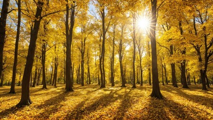 Colorful forest in sunlight. Autumn landscape with yellow trees and sun. Beautiful foliage in the park.