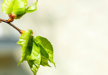 Fresh spring green leaves on branch on soft blurred background showcasing natural beauty Copy space
