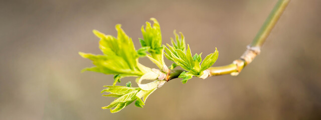 One branch with sprouting fresh green leaves in soft natural light showcasing spring growth Banner