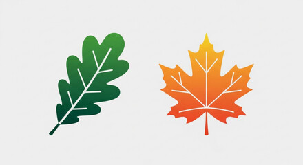 Oak and maple leaf vector illustration autumn leaves, fall season, nature, tree, forest, plant, botanical, foliage, design, graphic