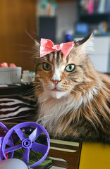 K&auml;tzchen mit Masche