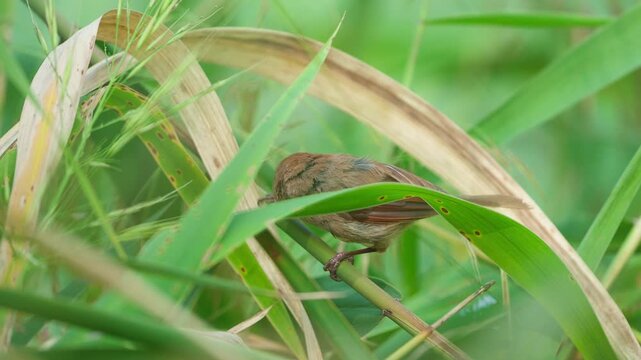 Vinous-throated Parrotbill Foraging: Eating Grass Seeds on a Reed in a Wetland