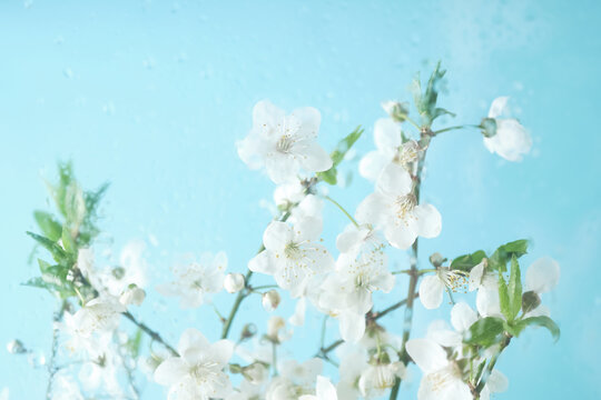 Blooming branch of alycha cherry tree blossom behind wet glass on blue background. Copy space