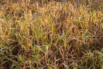 Autumn yellow grass on the beach as background.