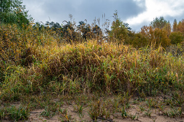 Autumn yellow grass on the beach as background.
