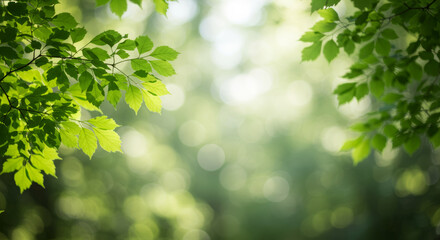 Obraz premium Green foliage with sunlight filtering through creating natural b