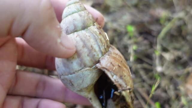Snail shell (Gastropod) showing natural spiral structure and natural texture.
