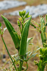 畑で育つ新鮮なオクラ