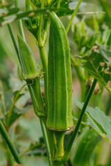 Obraz premium 畑で育つ新鮮なオクラ