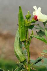 畑で育つ新鮮なオクラ
