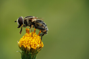 コセンダングサの蜜を吸う蠅