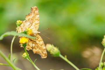花の蜜を吸うタテハ蝶