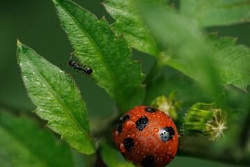 アブラムシを食べる雨に濡れたテントウムシ