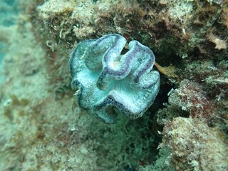 coral reef in the sea