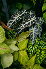 scenery of tropical plants, indoor garden, huge green leaves, including monstera philodendron anthurium and alocasia plants   © lacastudio