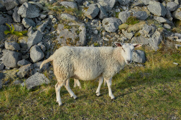 Obraz premium Sheep standing near rocky hill on Lofoten Islands