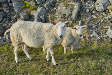 Obraz premium Mother sheep and lamb near mountain rocks, Norway