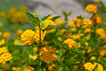 Close-up of Lantana camara (common lantana) with vibrant yellow flowers clustered together, showcasing delicate petals and green leaves in natural light