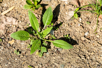 Green plant with broad leaves growing in dry soil under sunlight in a natural environment