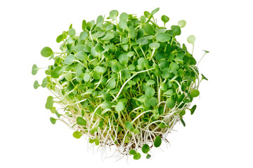 Vibrant green sprouts with white roots isolated on a transparent background