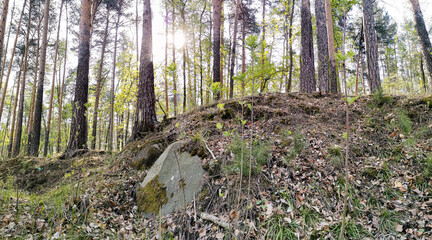 Green forest landscape with sunlight filtering through tall trees and rocky terrain