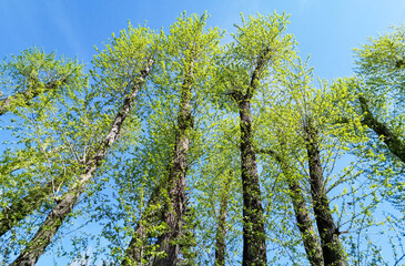 Tall poplar trees with vibrant green leaves reaching towards clear blue sky Low angle shot