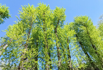 Spring green poplar trees reaching towards clear blue sky. Bottom view. Spring image.