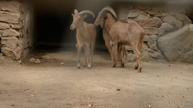 Maned Ram, Ammotragus lervia, artiodactyls mammal animals with horns